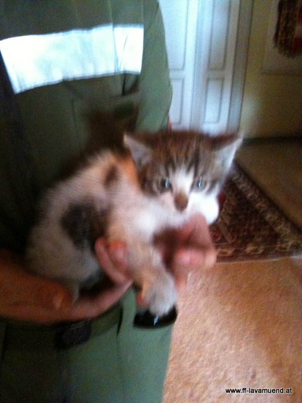 Katzenbergung